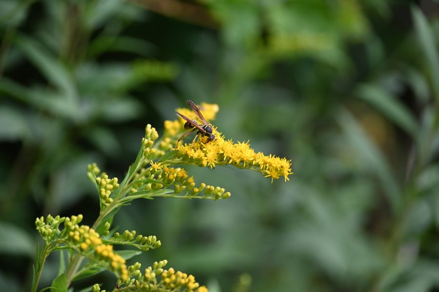 A wasp feeding on a spray of goldenrod against dark green leaves.