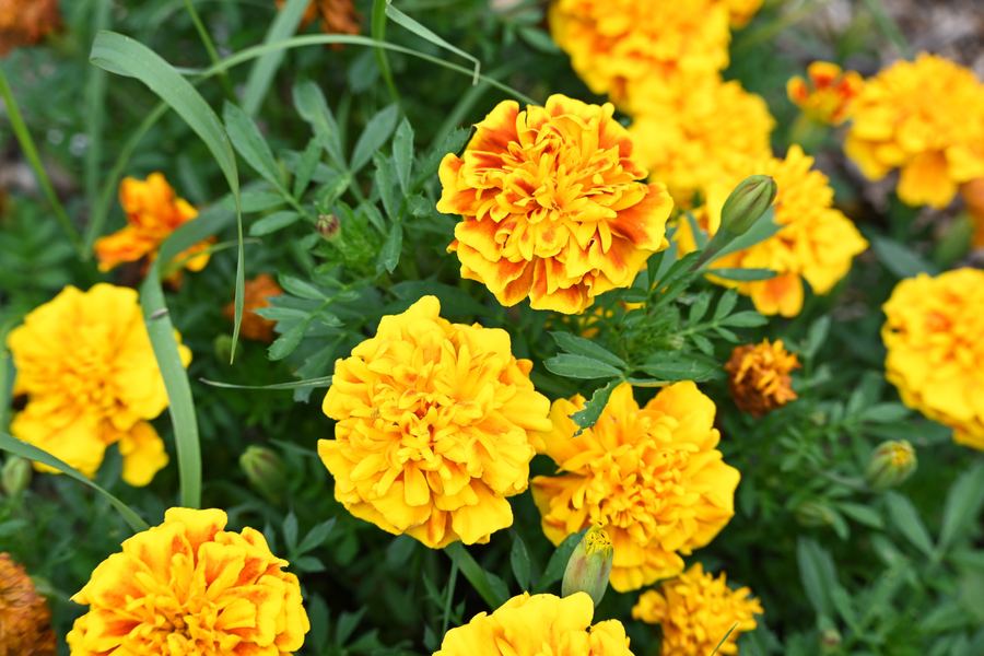Orange and yellow marigolds packed close together among green foliage.